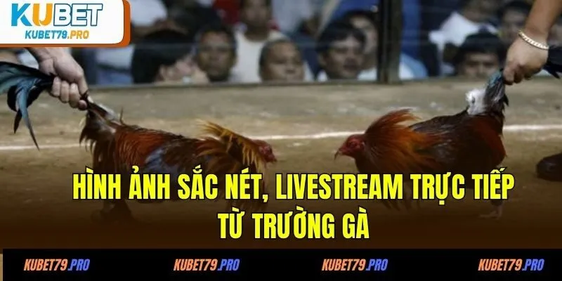 Đá Gà KUBET - Chơi Là Mê Cược Là Thắng Tại KUBET Uy Tín 4 Hình ảnh sắc nét, livestream trực tiếp từ trường gà