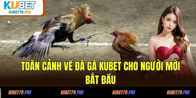 Đá Gà KUBET - Chơi Là Mê Cược Là Thắng Tại KUBET Uy Tín 2 Toàn cảnh về đá gà KUBET cho người mới bắt đầu